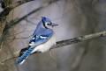 Nature blue jay